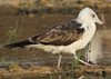 1cy fuscus in August, ringed in Finland. (81365 bytes)